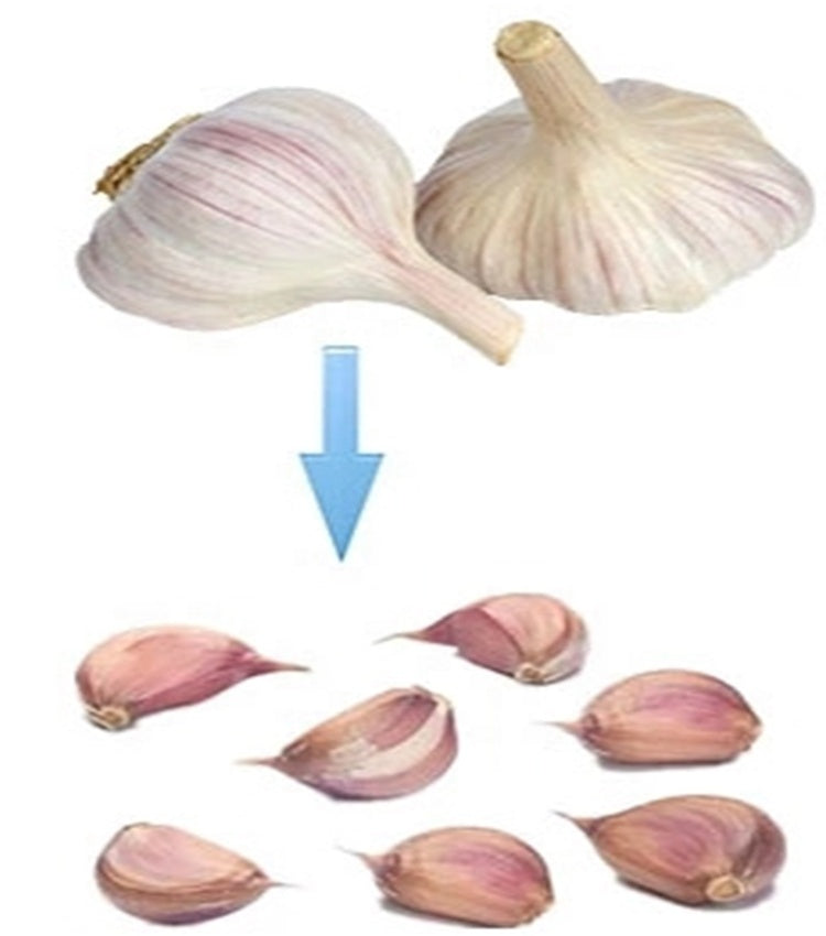 ΜΗΧΑΝΗΜΑ ΔΙΑΧΩΡΙΣΜΟΥ ΣΚΕΛΙΔΑΣ ΣΚΟΡΔΟΥ SBF400